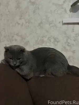 Пропал кот в районе белого мед...