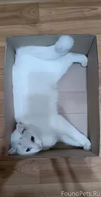 Пропал кот! Зовут Вася, 2 года...