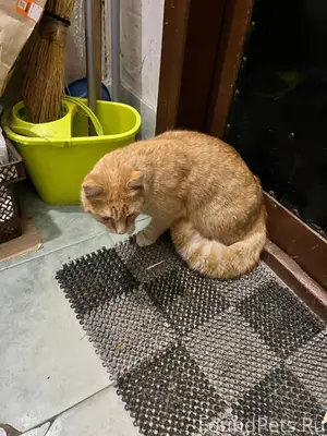 На Комиссарова, в районе домов...