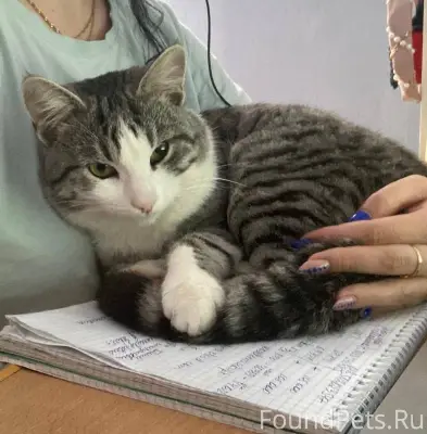 Пропал кот!Очень ждём нашего л...