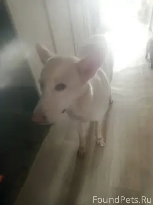 Пропала собака 26 декабря. по ...