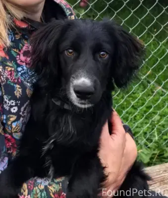 Потерялась собака-спаниель по ...