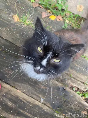 Пропал кот. 25 января последни...