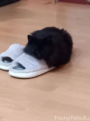 Пропала кошка в районе, кто ви...