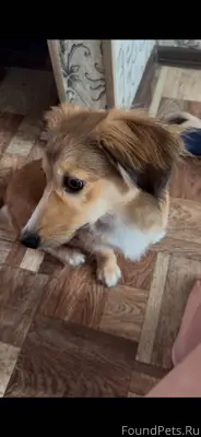 !ПОМОГИТЕ НАЙТИ СОБАКУ! Карсун...