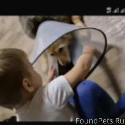 Сбежала собака Ася .пр.кирова ...