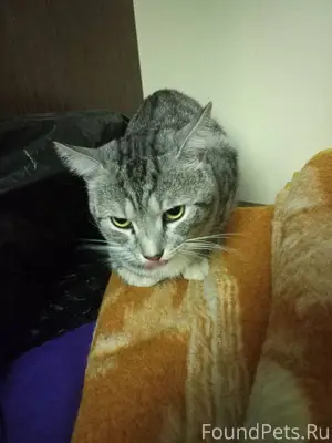 Подольск Найден кот📌 Замерзал ...