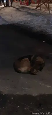 Мурманск. Кто потерял? https:/...