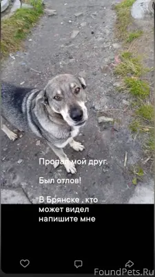 Потерялись собаки. Уже год пои...