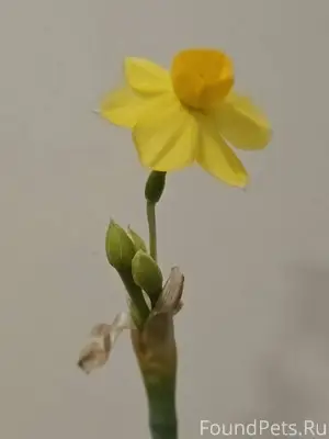 На подоконнике весна, а в серд...