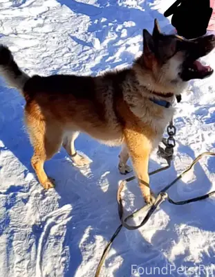 Пропал пёс просьба если увидит...