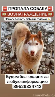 Все еще ищем нашу Умку. Девочк...