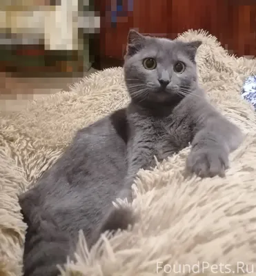 Пропала кошка..серая, вислоуха...