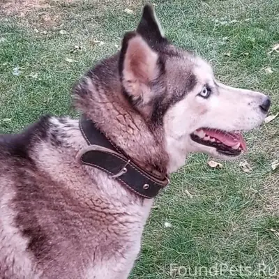 Потерялась моя собака по кличк...