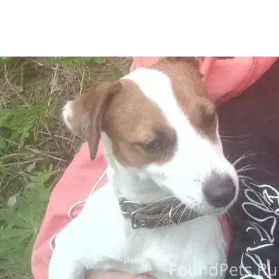 Прошу помощи! Мозырь! Пропала ...