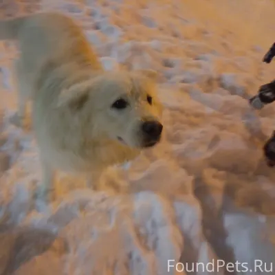 ‼️‼️ВНИМАНИЕ!! ПРОПАЛА СОБАКА ...