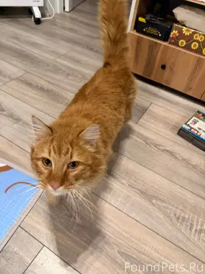 Здравствуйте! КОТ ПОТЕРЯШКА К ...
