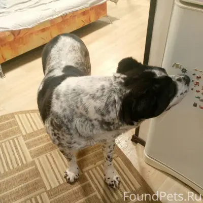 Найдена собака в районе полици...