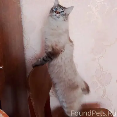 Пропал кот, может кто видел ил...