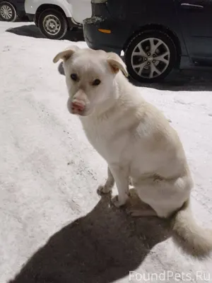 ‼️КТО ПОТЕРЯЛ СОБАКУ? НЕДЕЛЮ З...