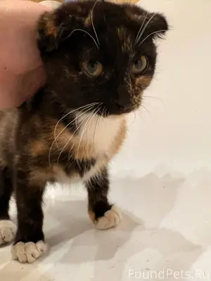 Найден чудесный котёнок — ищет...