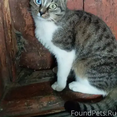 ПРОПАЛ КОТИК В августе 2024 пр...