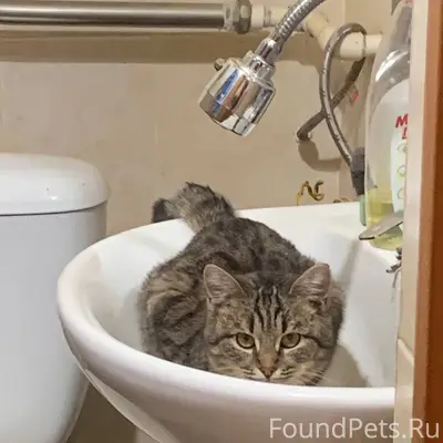 Пропал котенок, по кличке Бизо...