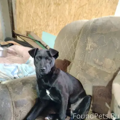 Приблудилась собака, девочка, ...