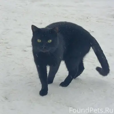 ПРОПАЛ КОТ!! 22.01.26 в...