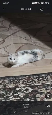 Найдена кошка в районе Октябрь...