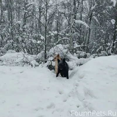 Найдены собаки