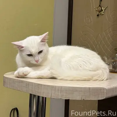 Пропал кот в районе Лузы. Белы...