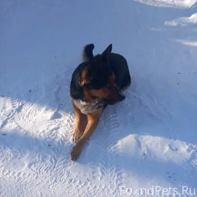 На пойме бегает собака,ласкова...