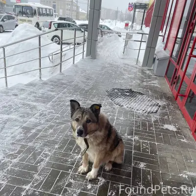 Потерялась собака ￼ гуляет по ...