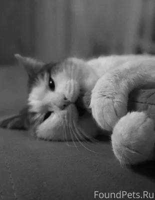 Пропал кот, в районе октябрьск...