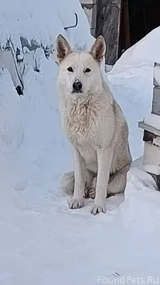 Семхоз. Приблудилась собака, п...