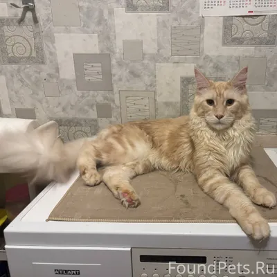 Пропал кот, мейн-кун. Зовут - ...