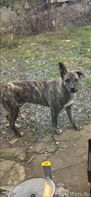 Пропал пес 3 дня назад В...