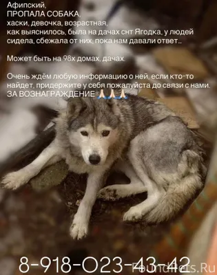 ‼️Пропала собака‼️ Несколько р...