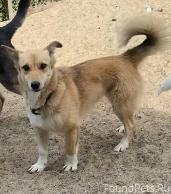 Пропала собака!!!! Сегодня 04....