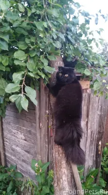 В районе СХВ пропал черный пуш...