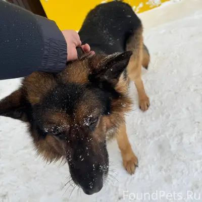 Поймал чья собака, хозяин найд...