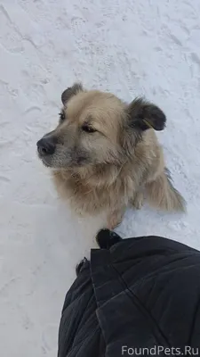 🆘 ПОМОГИТЕ НАЙТИ СОБАКУ 🚨 🆘...