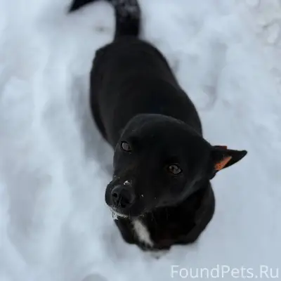 Может кто-то потерял свою соба...