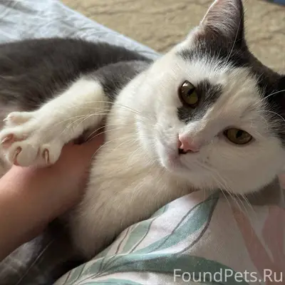 Пропал кот в районе ПМК. Откли...