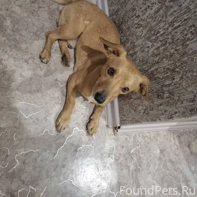 Найдена собака, на пл. Ленина ...