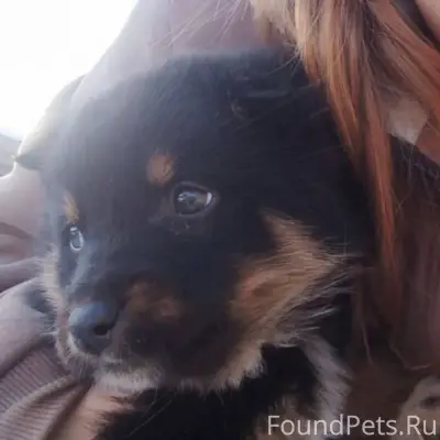 Пропал щенок, просьба если кто...