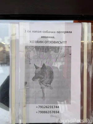 На ГГМ бегает трехлапая собака...