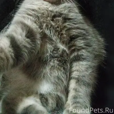 7января пропал кот по ул. Сове...