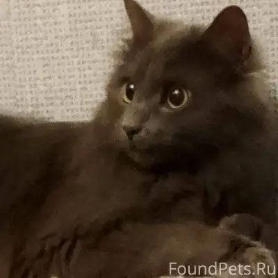 ПРОПАЛА КОШКА!!! Убежала с При...